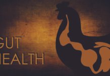 Harmonizing Poultry Gut Health: A Functional Biotic-Based Strategy from Concept to Application