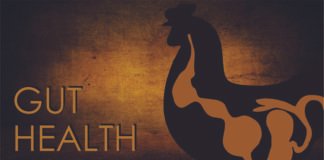 Harmonizing Poultry Gut Health: A Functional Biotic-Based Strategy from Concept to Application