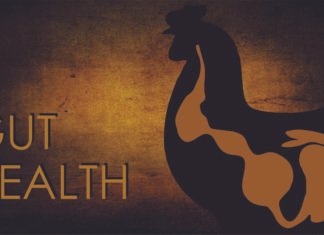 Harmonizing Poultry Gut Health: A Functional Biotic-Based Strategy from Concept to Application