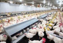 Poultry Farmers Demand Tripartite Talks to Increase Rearing Rates