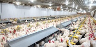 Poultry Farmers Demand Tripartite Talks to Increase Rearing Rates
