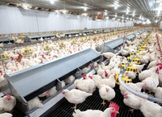 Poultry Farmers Demand Tripartite Talks to Increase Rearing Rates