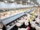 Poultry Farmers Demand Tripartite Talks to Increase Rearing Rates