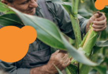 Mycotoxin Survey: Asia Findings