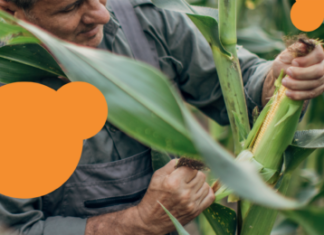 Mycotoxin Survey: Asia Findings