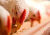 Scope of Fermented Whey Protein in Broiler Chicken Diets