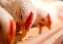 Scope of Fermented Whey Protein in Broiler Chicken Diets