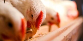 Scope of Fermented Whey Protein in Broiler Chicken Diets