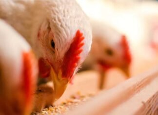 Scope of Fermented Whey Protein in Broiler Chicken Diets