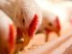 Scope of Fermented Whey Protein in Broiler Chicken Diets