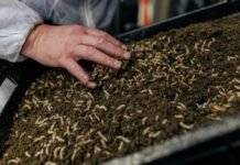 Insects: A Sustainable Solution for Livestock Feed and Fighting Antimicrobial Resistance