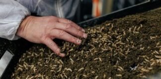 Insects: A Sustainable Solution for Livestock Feed and Fighting Antimicrobial Resistance
