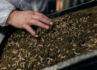 Insects: A Sustainable Solution for Livestock Feed and Fighting Antimicrobial Resistance