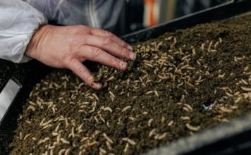 Insects: A Sustainable Solution for Livestock Feed and Fighting Antimicrobial Resistance