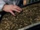 Insects: A Sustainable Solution for Livestock Feed and Fighting Antimicrobial Resistance