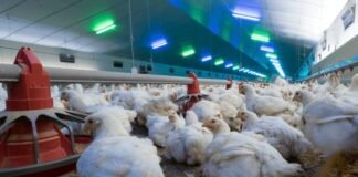 ZIVO Bioscience Enters Strategic Collaboration to Advance Immune-Boosting Poultry Therapies