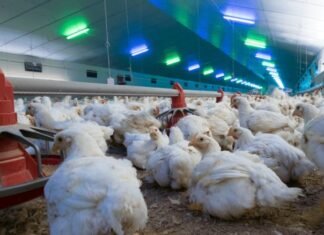 ZIVO Bioscience Enters Strategic Collaboration to Advance Immune-Boosting Poultry Therapies
