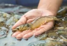 Shrimpl Secures Investment to Revolutionize Aquaculture with Digital Solutions