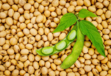 EU Authorizes Import of Genetically Modified Soybean for Food and Feed Use