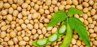 EU Authorizes Import of Genetically Modified Soybean for Food and Feed Use
