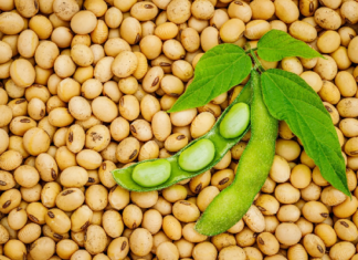 EU Authorizes Import of Genetically Modified Soybean for Food and Feed Use