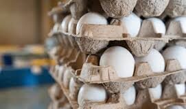 Rising Maize Prices Squeeze Namakkal Poultry Farmers as Egg Rates Stabilize