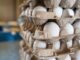 Rising Maize Prices Squeeze Namakkal Poultry Farmers as Egg Rates Stabilize