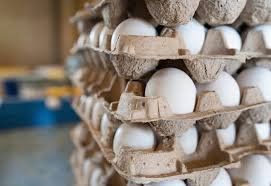 Rising Maize Prices Squeeze Namakkal Poultry Farmers as Egg Rates Stabilize