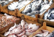 India Looks to Japan, China and UK to Grow Seafood Market After US Tariff