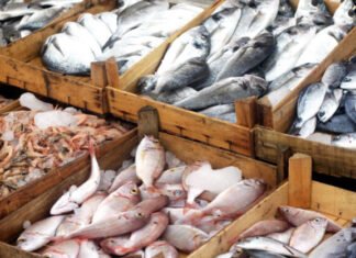 India Looks to Japan, China and UK to Grow Seafood Market After US Tariff