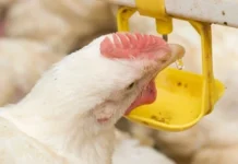 Reducing the impacts ofhigh feed costs with organic acids in water to achieve desired broiler production profitability
