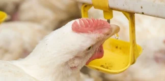 Reducing the impacts ofhigh feed costs with organic acids in water to achieve desired broiler production profitability