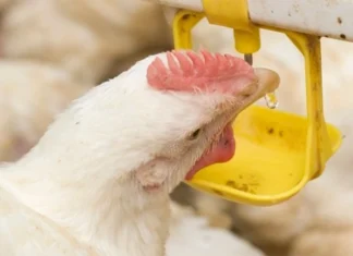 Reducing the impacts ofhigh feed costs with organic acids in water to achieve desired broiler production profitability