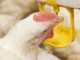Reducing the impacts ofhigh feed costs with organic acids in water to achieve desired broiler production profitability