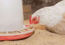 NOVUS Event: Feed Quality and Digestibility at 2025 PSA Pacific Rim