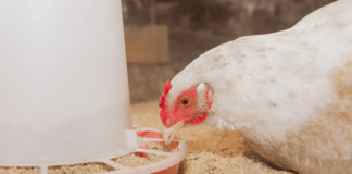 NOVUS Event: Feed Quality and Digestibility at 2025 PSA Pacific Rim