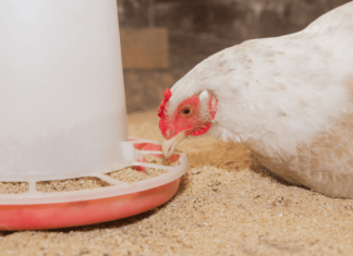 NOVUS Event: Feed Quality and Digestibility at 2025 PSA Pacific Rim