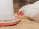 NOVUS Event: Feed Quality and Digestibility at 2025 PSA Pacific Rim