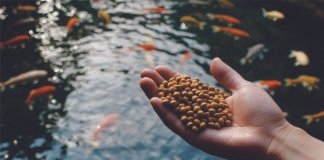 Taurine Emerges as Key to Sustainable Fishmeal Replacement in Aquaculture Feeds