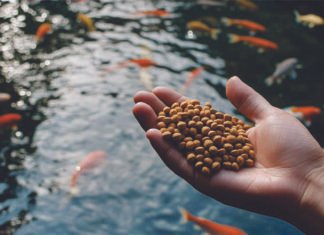 Taurine Emerges as Key to Sustainable Fishmeal Replacement in Aquaculture Feeds