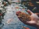 Taurine Emerges as Key to Sustainable Fishmeal Replacement in Aquaculture Feeds