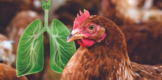 Safeguarding Respiratory Health in Poultry