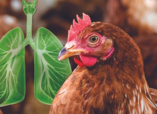 Safeguarding Respiratory Health in Poultry
