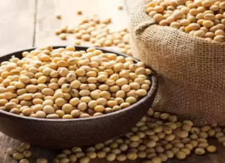 Oilmeal Exports Stay Flat in H1 FY2025-26 Despite Strong September Surge