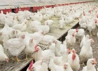 Uttarakhand Approves INR 10/Kg Poultry Feed Subsidy to Boost Hill Economy