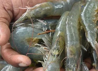 Indian Shrimp Finds New Lifeline in China After US Tariffs