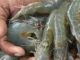 Indian Shrimp Finds New Lifeline in China After US Tariffs