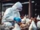 Europe Faces Early and Rapid Surge of Bird Flu Outbreaks as Countries Tighten Controls
