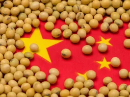 China Navigates Soybean Supply Amid High Brazilian Premiums and Trade Tensions