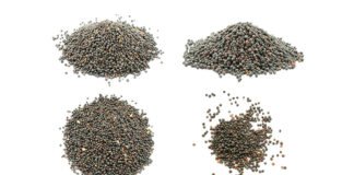 India Emerges as Top Rapeseed Meal Supplier to China Amid Canadian Tariffs